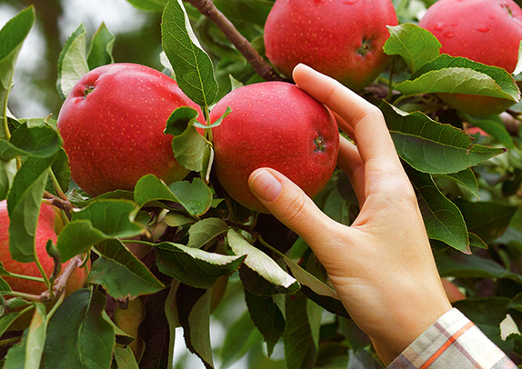 healthy apples